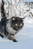 
gray cat in the snow