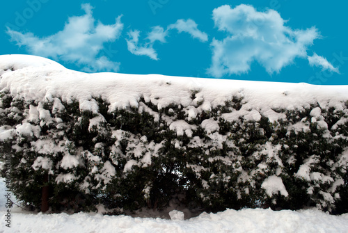 bushes in the snow