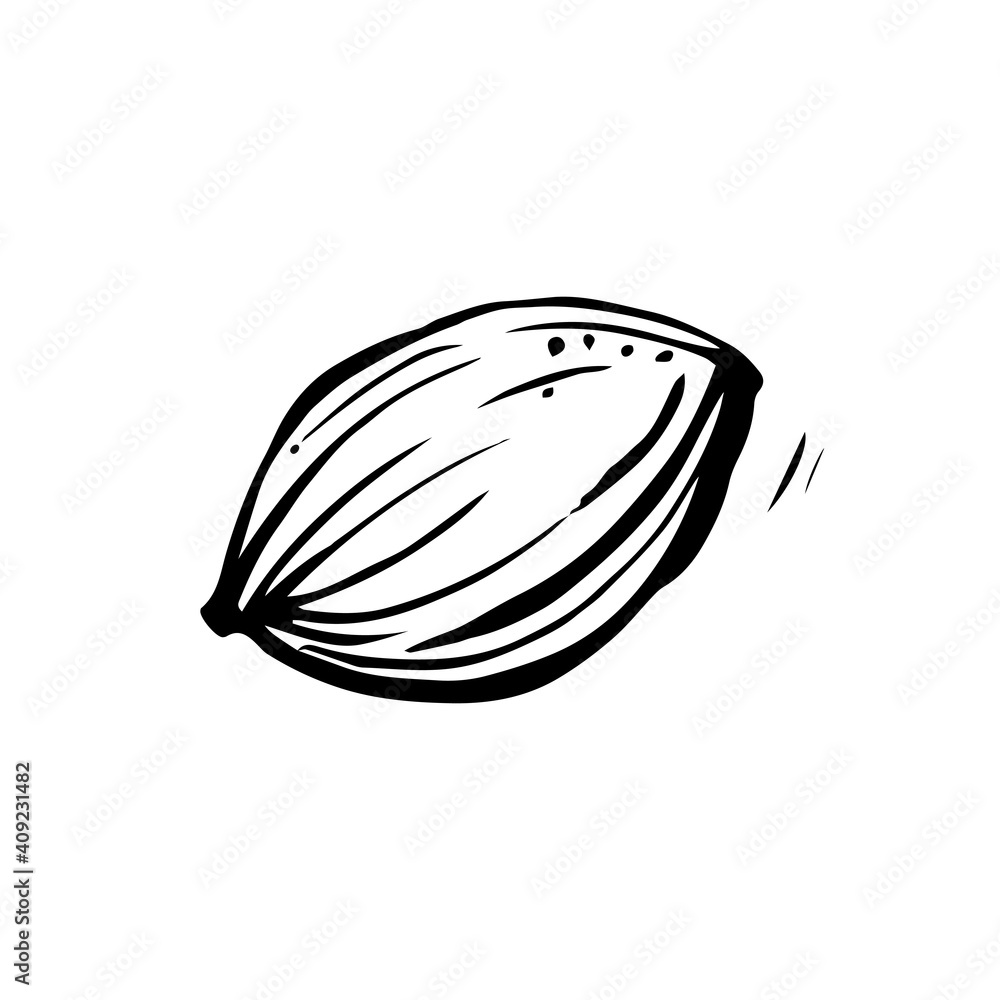 Apricot stone on a white background. Hand-drawn vector illustration. Apricot stone on a white background. Hand-drawn vector illustration.