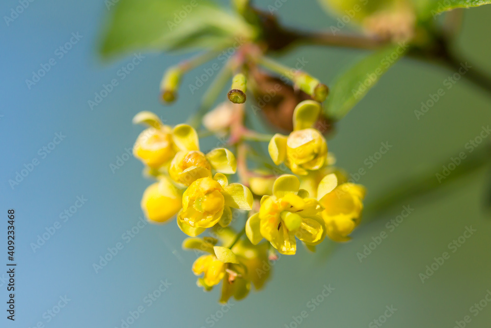 Common barberry (Berberis vulgaris) or European barberry, a shrub in the genus Berberis, family Berberidaceae. Shrub with yellow long panicles flowers blooming in late spring. Common barberry (Berberis vulgaris) or European barberry, a shrub in the genus Berberis, family Berberidaceae. Shrub with yellow long panicles flowers blooming in late spring.