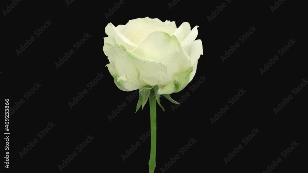 Time-lapse of dying white Four Seasons rose 1e3 in RGB + ALPHA matte format isolated on black background
Time-lapse of dying white Four Seasons rose 1e3 in RGB + ALPHA matte format isolated on black background