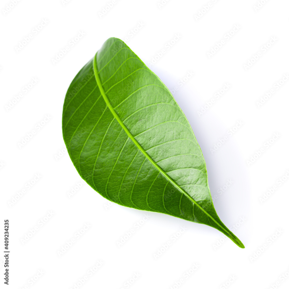 Fototapeta premium Green lychee leaf isolated on a white background.