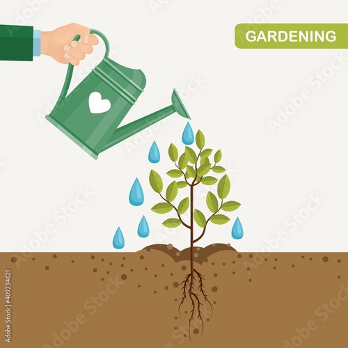 Garden water can watering plants, saplings. Vector illustration
