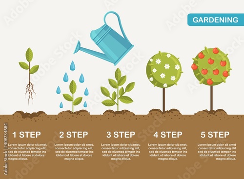 Growth of plant in ground, from sprout to fruits. Planting tree. Seedling gardening plant. Timeline. Vector illustration