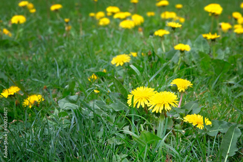 Yellow dandelion on green meadow in summertime. Summer landscape in forest. Flowers with yellow petals.