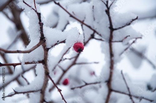 Frozen tree branches with red berries, horizontal winter composition, close up, snow falling, frozen nature, winter time background with copy space