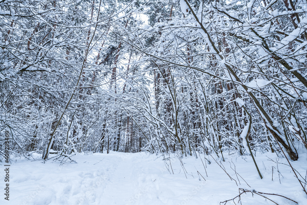 winter pine trees forest covered with snow. Beautiful winter panorama at snowfall winter pine trees forest covered with snow. Beautiful winter panorama at snowfall