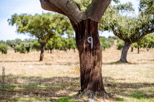 Stripped bark from cork tree in Alentejo, Portugal