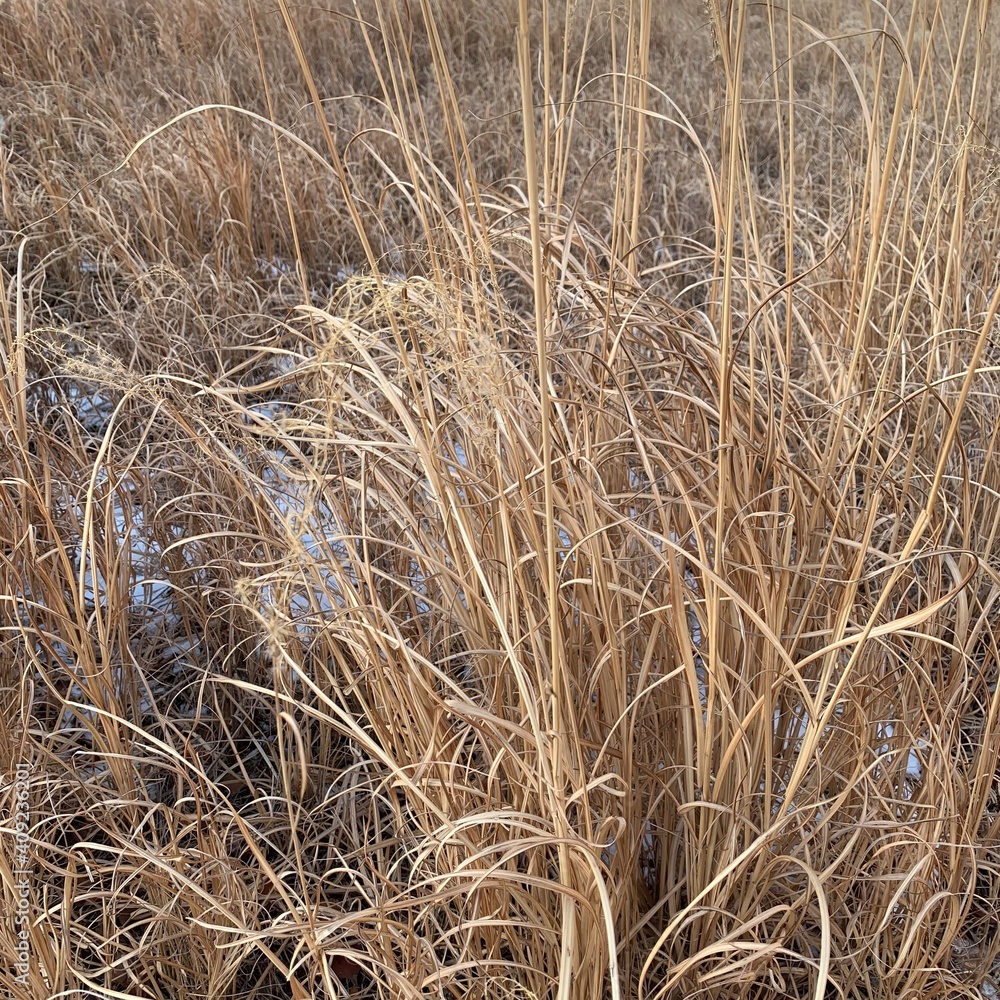 Fototapeta premium grass in the wind