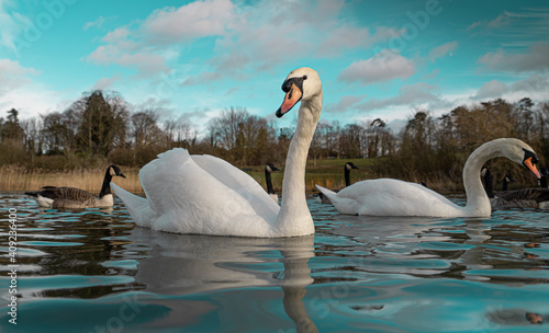 Large White British Mute Swan Swans low water level view close up macro photography on lake in Hertfordshire with canadian geese in background