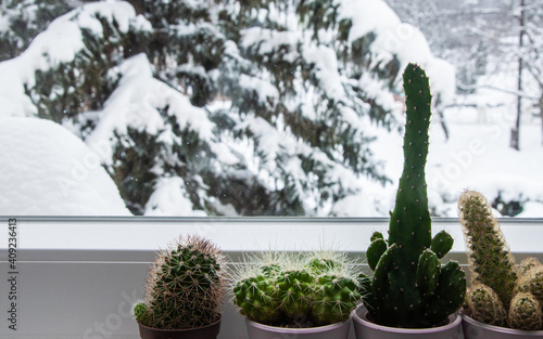 Cactus trees on house window with fir tree covered with snow in view, winter composition, snow falling, frozen nature, winter time background