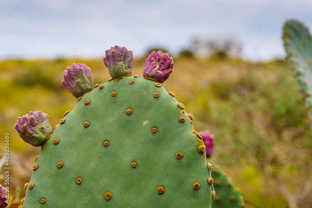 Cactus with flowers and caravan in distance Cactus with flowers and caravan in distance