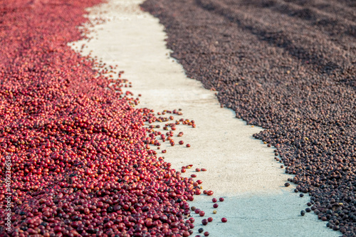 coffee beans berries drying natural process on the cement ground floor.