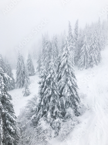 Mountain fir trees covered with snow, view from .cable car, winter composition, winter landscape, frozen nature, winter time background with copy space