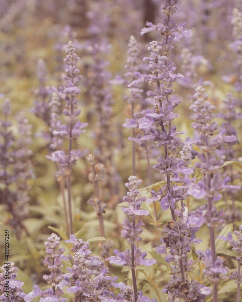 photo of artistic blue salvia flowers in the garden photo of artistic blue salvia flowers in the garden