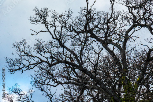 beautiful  unusual  large trees in winter against the blue sky