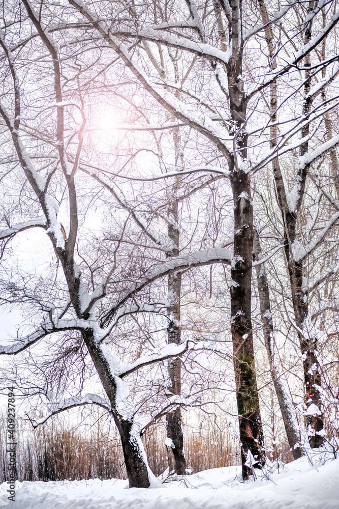 picturesque view of bare trees near snow covered road picturesque view of bare trees near snow covered road