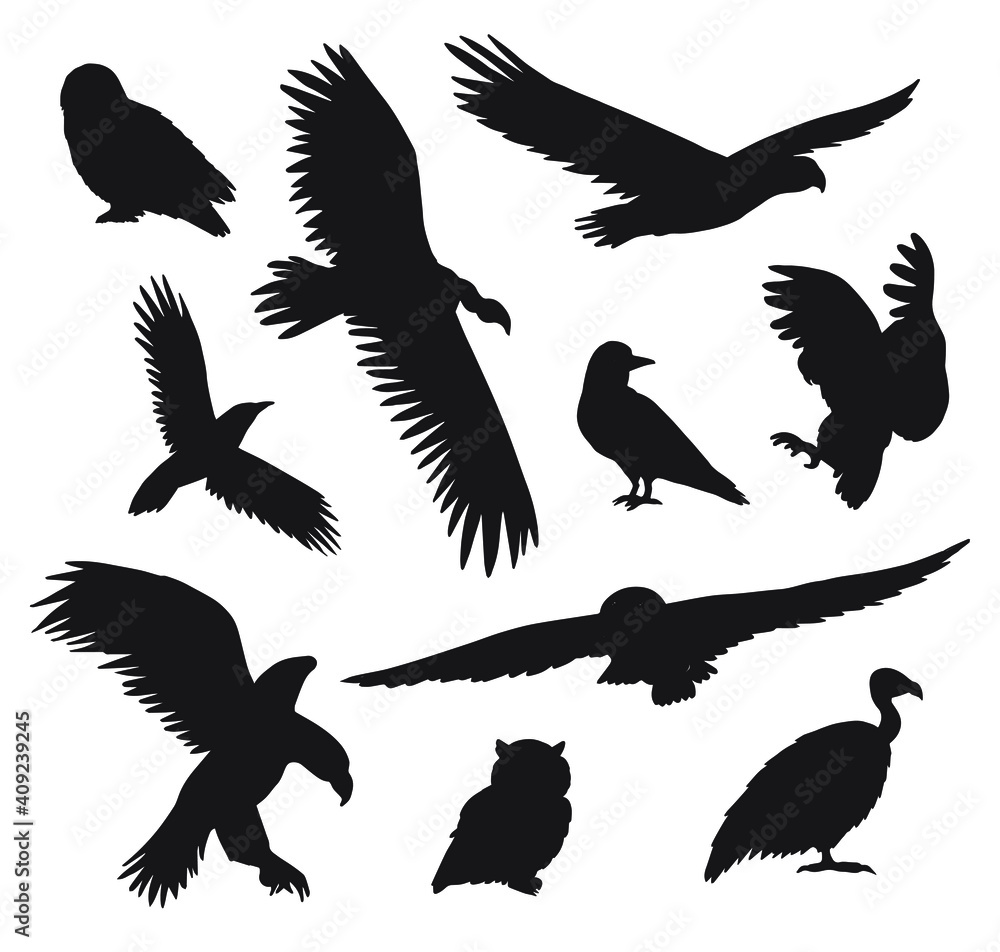 Naklejka premium Vector set bundle of black hand drawn wild predator bird silhouette isolated on white background