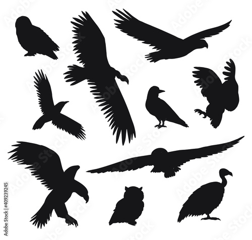 Vector set bundle of black hand drawn wild predator bird silhouette isolated on white background