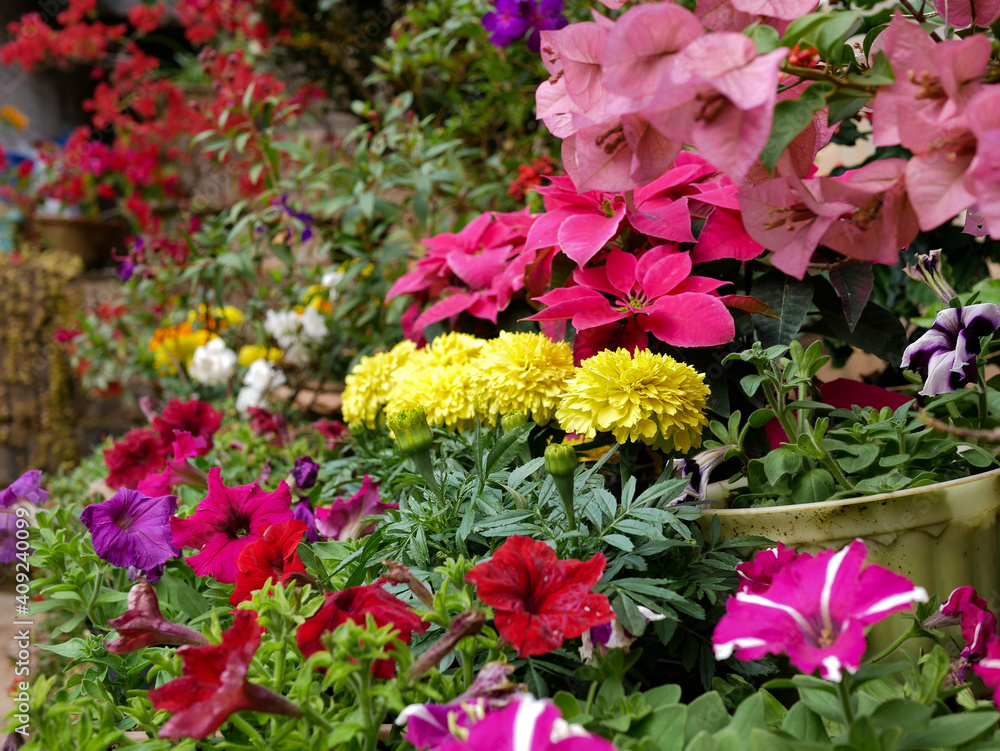Winter Garden Flowers Winter Garden Flowers