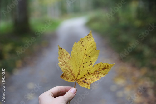 autumn leaves in a hand
