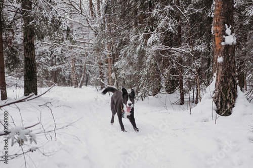 big Black and white dog having fun in winter forest © lamapacas