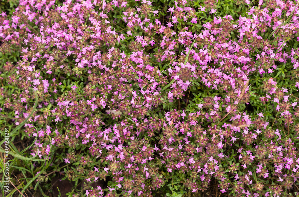 Background from small pink flowers. Fine floral texture.