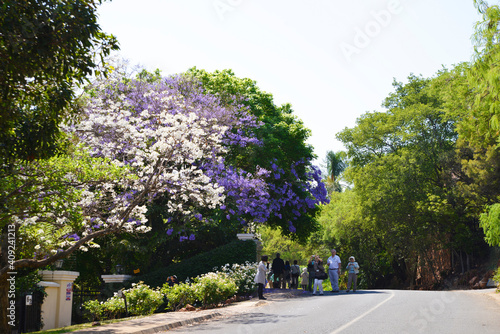Jakarandaの咲く風景、南アフリカ共和国