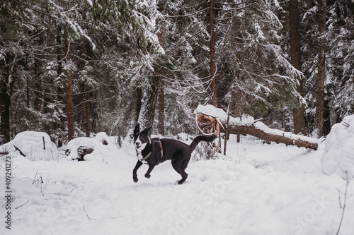 big Black and white dog having fun in winter forest