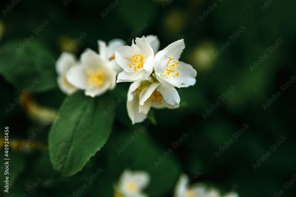 Beautiful white jasmine blossom flowers in spring time. Background with flowering jasmin bush. Inspirational natural floral spring blooming garden or park. Flower art design. Aromatherapy concept.