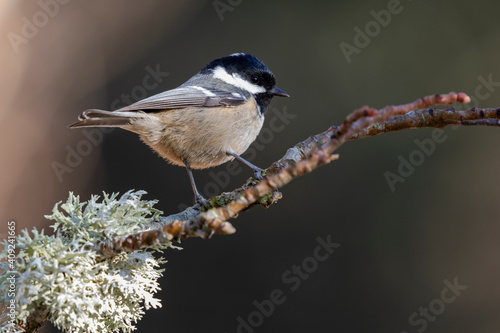 Coal tit (Periparus ater) perched on a branch with lichens against an out of focus background.