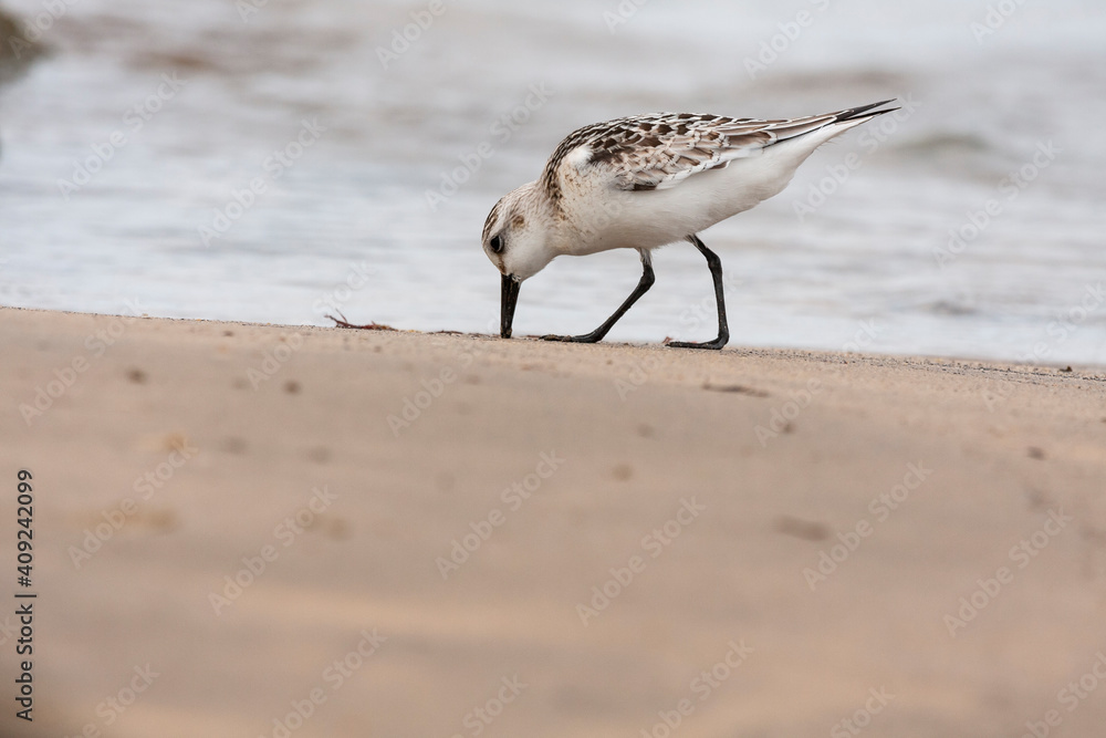 Sanderling (Calidris alba) feeding in the sand on the beach. Asturias, Spain Sanderling (Calidris alba) feeding in the sand on the beach. Asturias, Spain