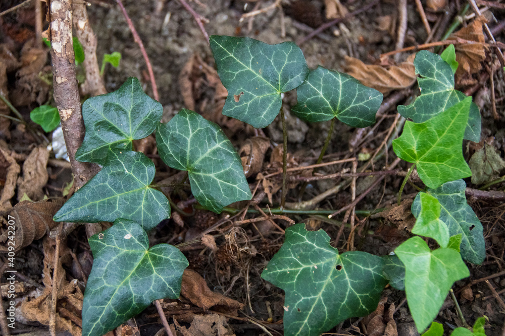 Fototapeta premium Close up on a new young ivy plant growing on the forest floor, UK