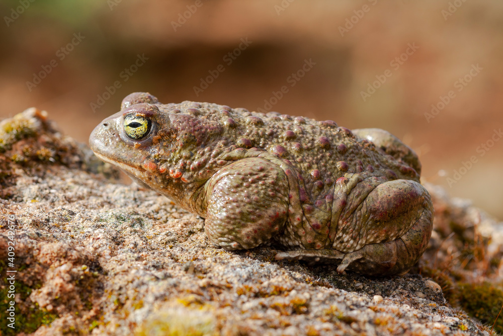 Selective focus of a Natterjack Toad (Epidalea calamita) on top of a rock against an out of focus background. Spain. Selective focus of a Natterjack Toad (Epidalea calamita) on top of a rock against an out of focus background. Spain.
