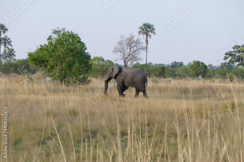 Begegnung zu Fuß mit einem Elefanten