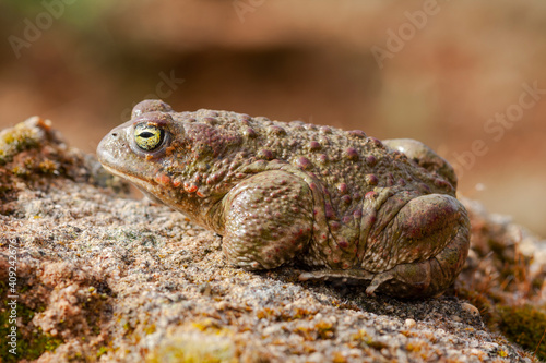 Selective focus of a Natterjack Toad (Epidalea calamita) on top of a rock against an out of focus background. Spain. photo