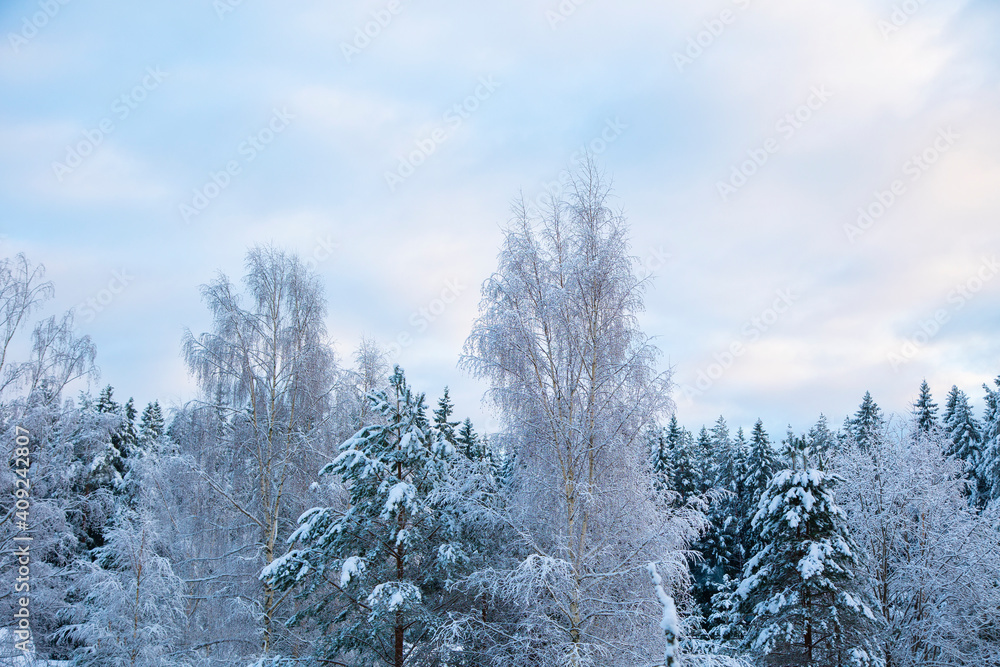 Snowy treetops and sky with cirrus clouds on sunny frosty day. Beautiful landscape of winter forest. Snowy treetops and sky with cirrus clouds on sunny frosty day. Beautiful landscape of winter forest.
