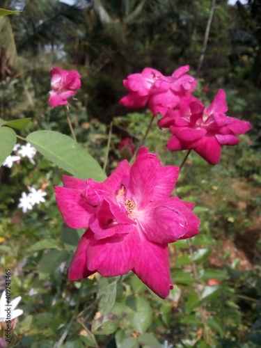 pink hibiscus flower