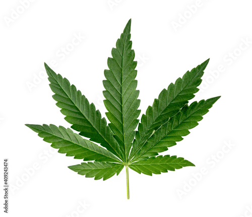 Green cannabis leaves isolated on white background.