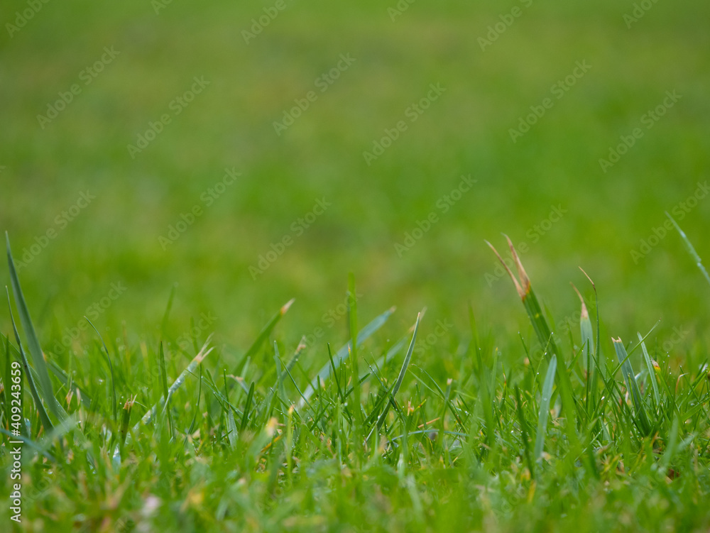herbe herbe