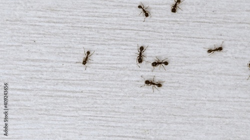 Ants wandering on the floor looking for food