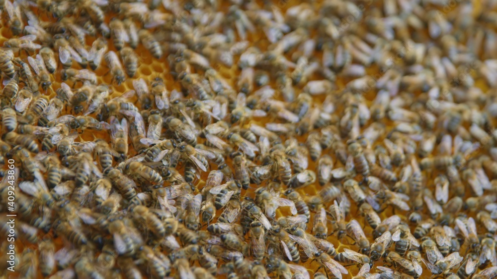 Honey bees on a hive cluster Honey bees on a hive cluster
