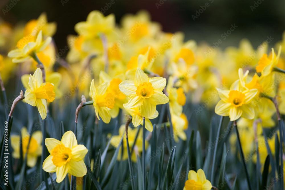 Blooming yellow daffodils in the foreground in a meadow with dark green background Blooming yellow daffodils in the foreground in a meadow with dark green background