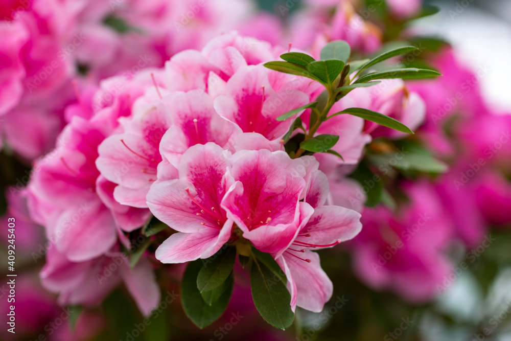 Beautiful pink azalea.
