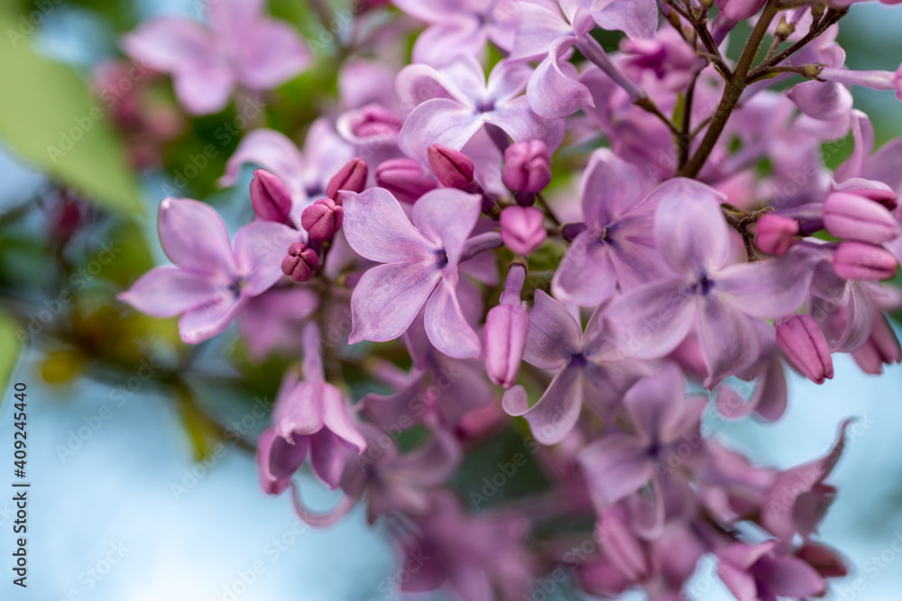 Lilac flower pink spring background. Lilac flower pink spring background.
