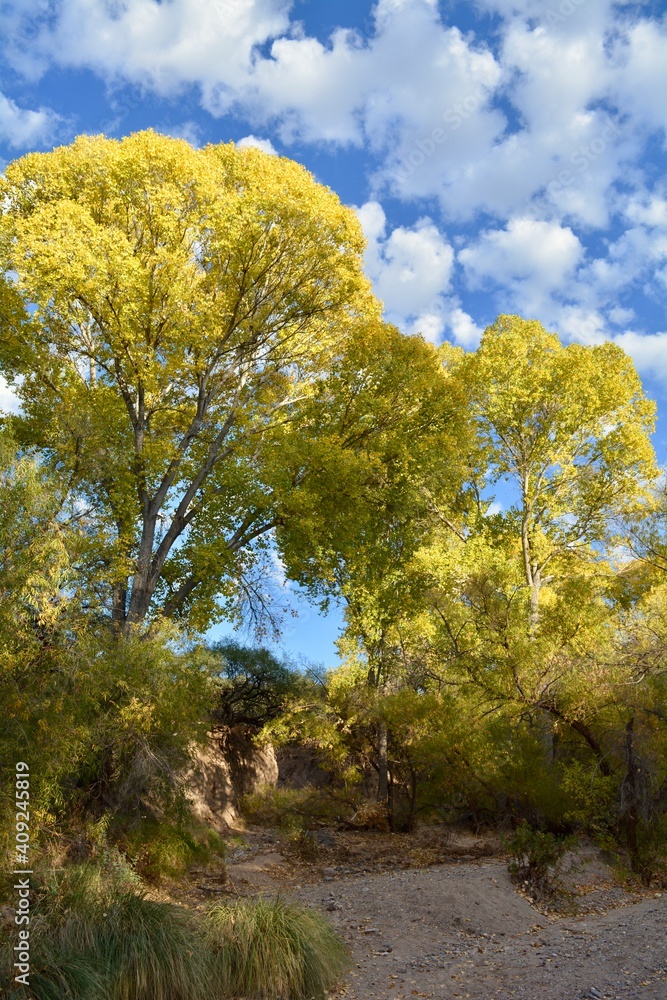 Fototapeta premium Autumn along Cienega Creek Vail Arizona AZ trees cottonwood