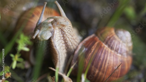Snail on ground level macro photo