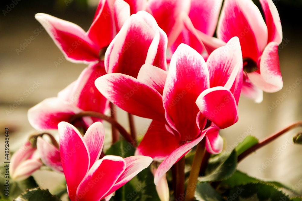 Obraz premium Pink Cyclamen flower in the garden