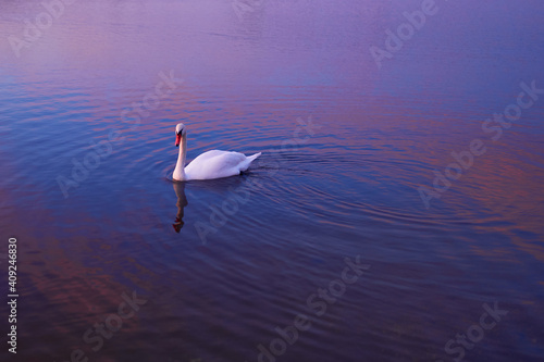 Beautiful swan swimming in lake at sunset time.