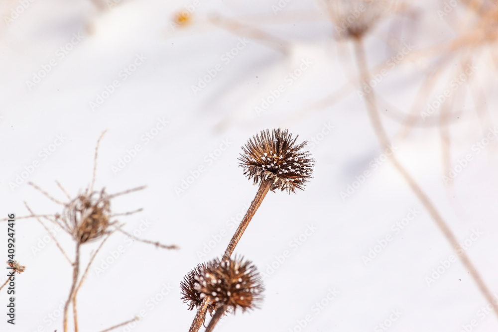 Close-up of purple cone flower and Queen Anne's Lace seed heads with snow in the background.